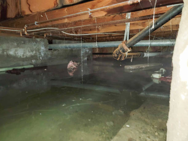 Best Water damage contractors near me  in Cleveland, GA